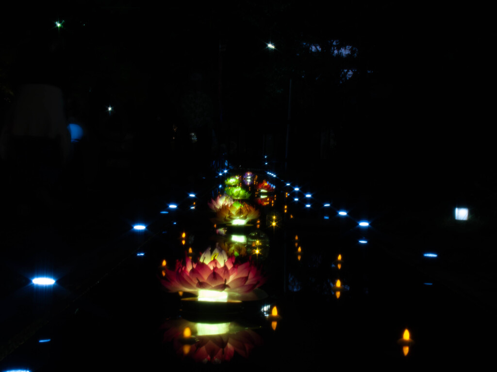 蓮の夜路 -ミチ-