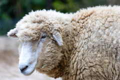 天王寺動物園２３