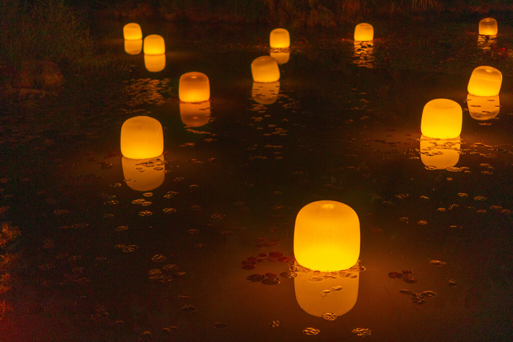 長居植物園・チームラボ８