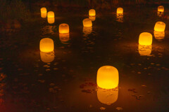 長居植物園・チームラボ８