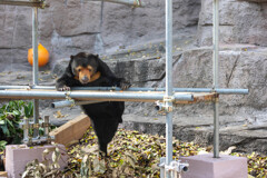 天王寺動物園１