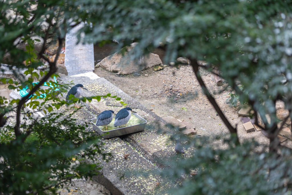 天王寺動物園１５
