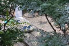 天王寺動物園１５