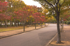 秋の長居公園２