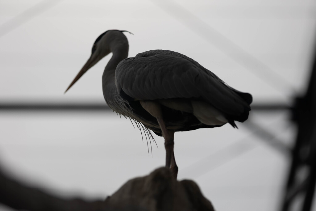 天王寺動物園１７