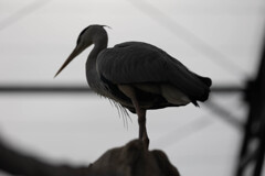 天王寺動物園１７