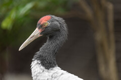 天王寺動物園８