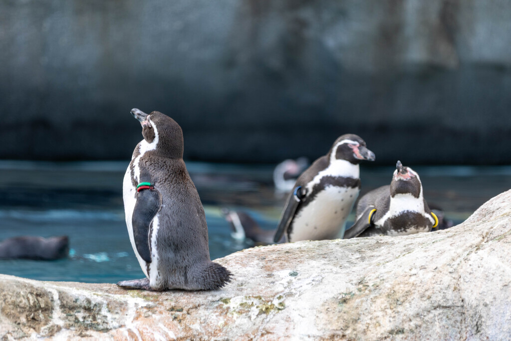 天王寺動物園２