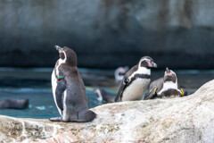 天王寺動物園２