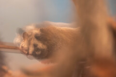 天王寺動物園１２