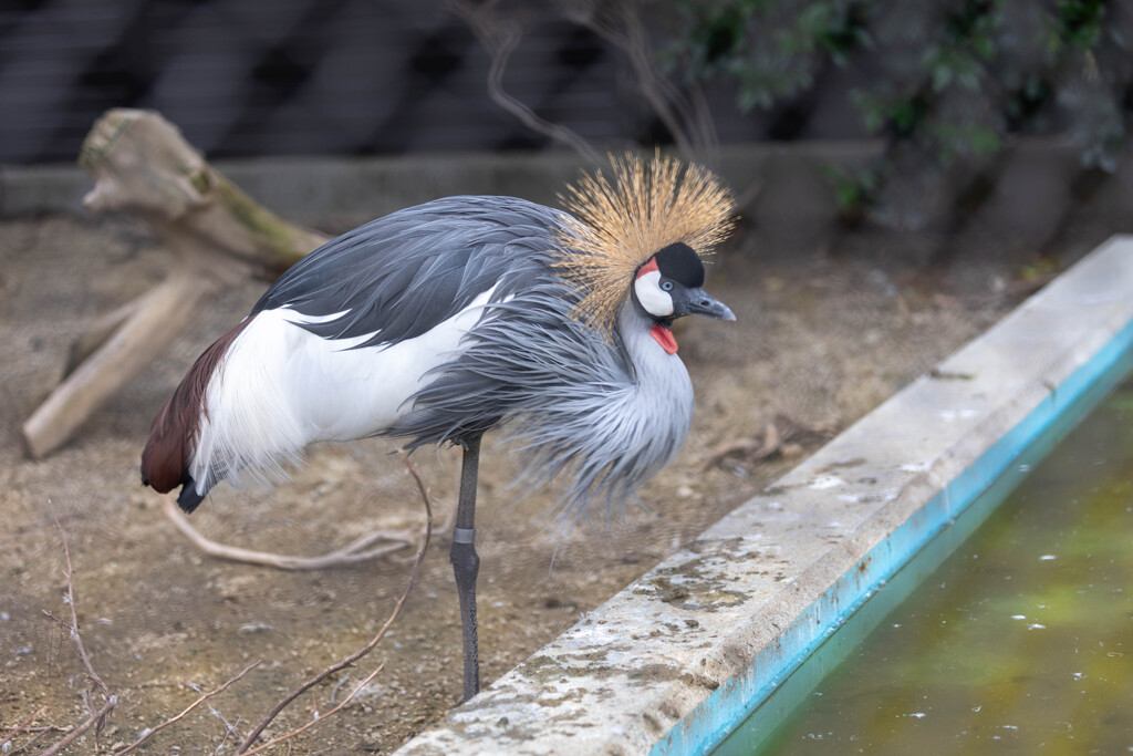 天王寺動物園４