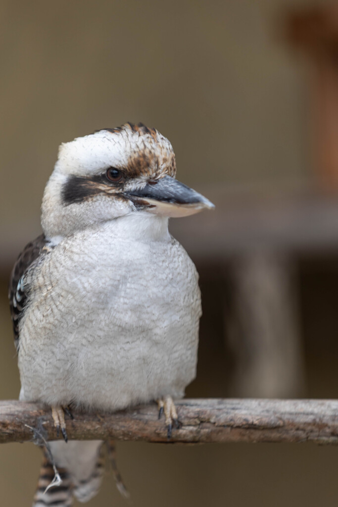 天王寺動物園１１