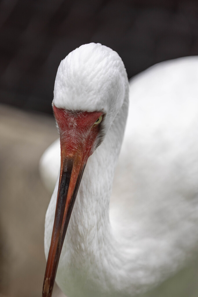 天王寺動物園７