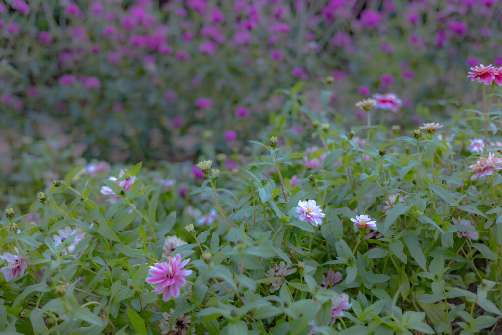 長居公園のお花