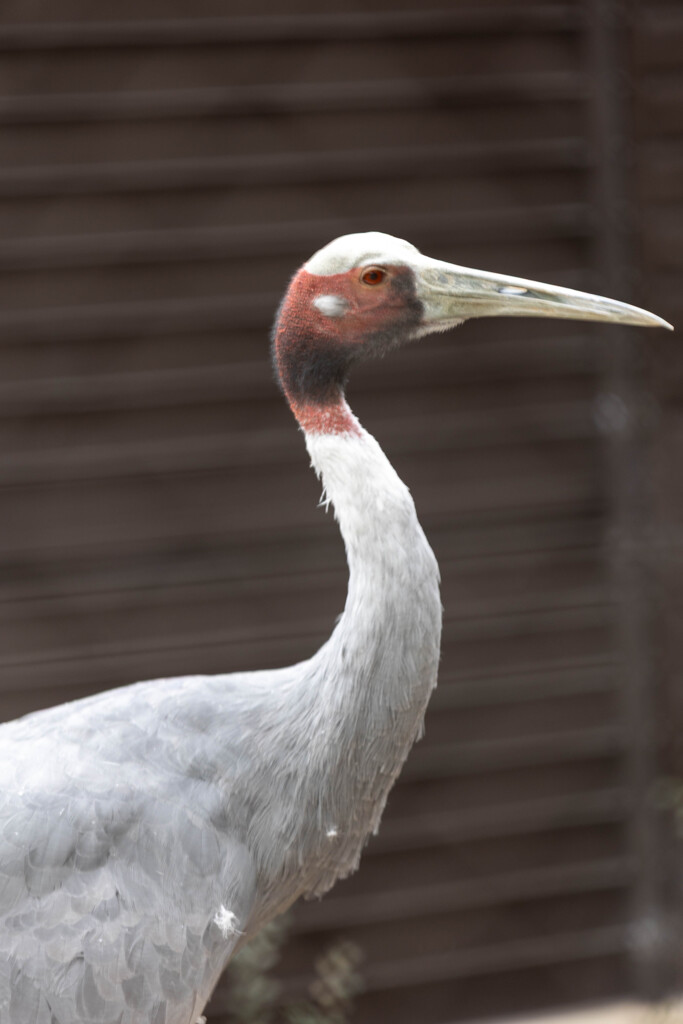 天王寺動物園６