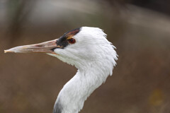 天王寺動物園５