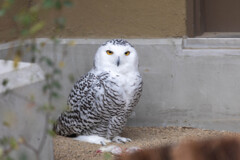 天王寺動物園９