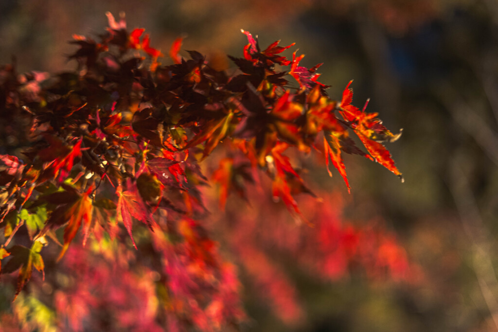 大仙公園日本庭園２