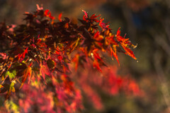 大仙公園日本庭園２