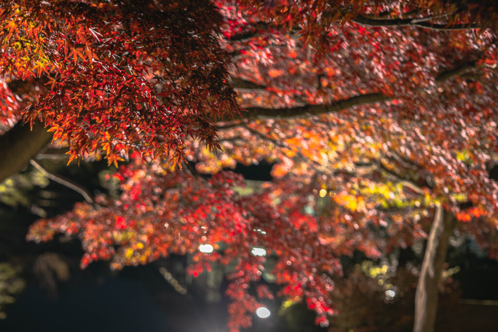 大仙公園日本庭園５
