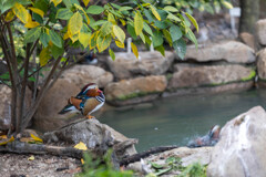 天王寺動物園２０