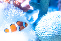 カクレラレテナイ