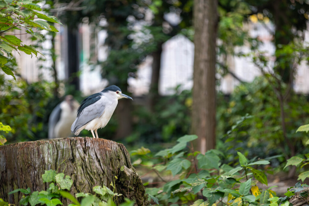天王寺動物園２１