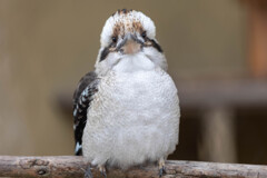 天王寺動物園１０