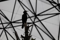 天王寺動物園２２