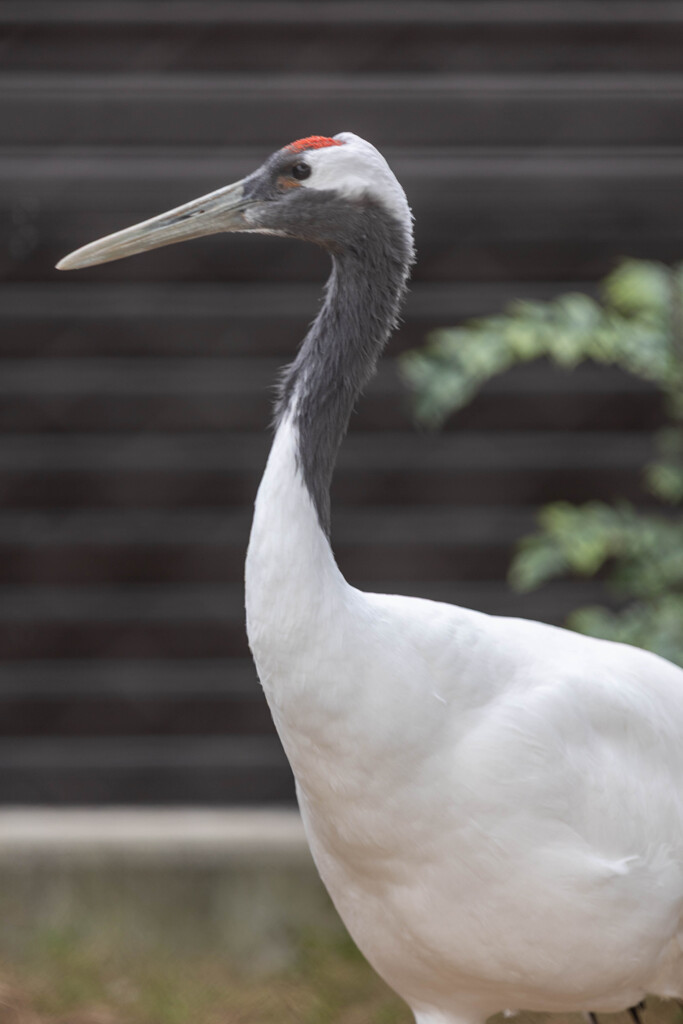 天王寺動物園３