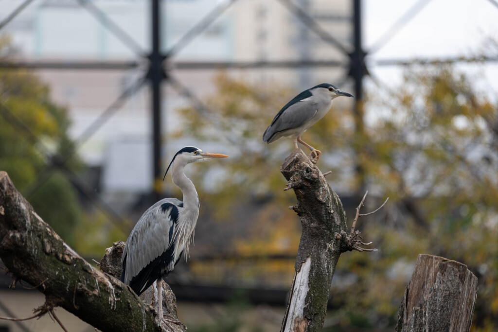 天王寺動物園１９