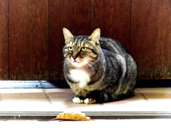 猫だって思案する