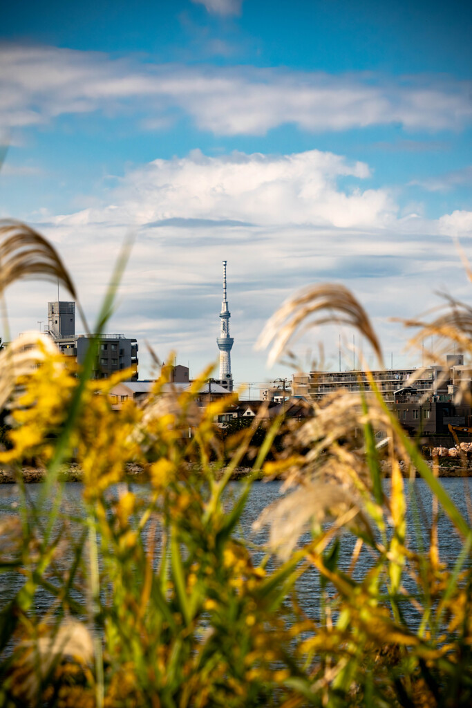 秋越しのスカイツリー