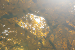 銀杏のトンネル