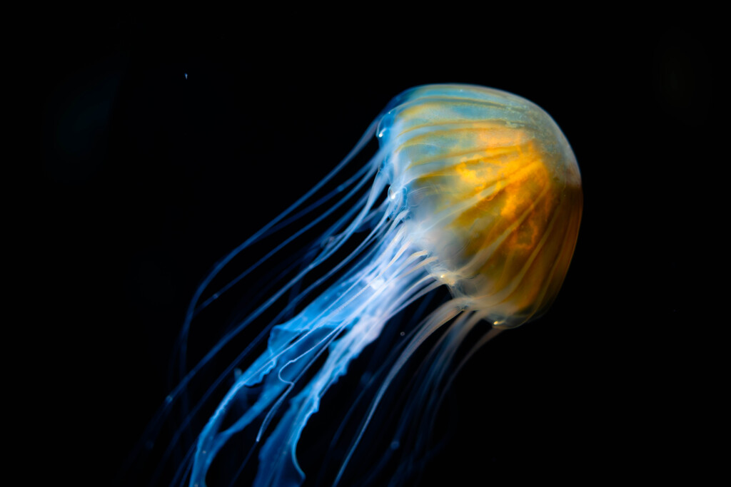 クラゲは映える