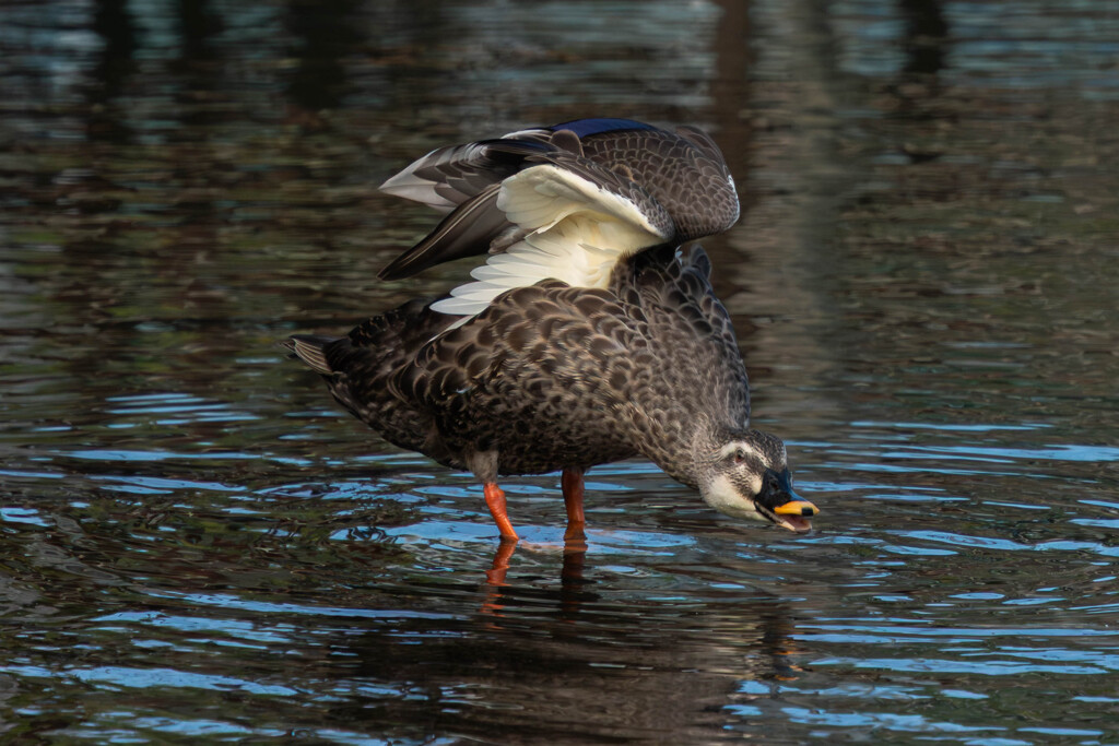 鴨なのにアヒル口