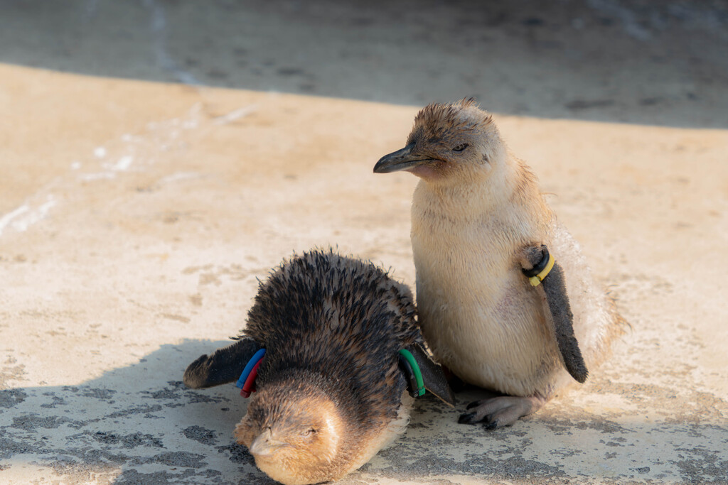 フェアリーペンギン