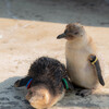 フェアリーペンギン