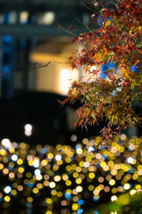 もみじといるみ