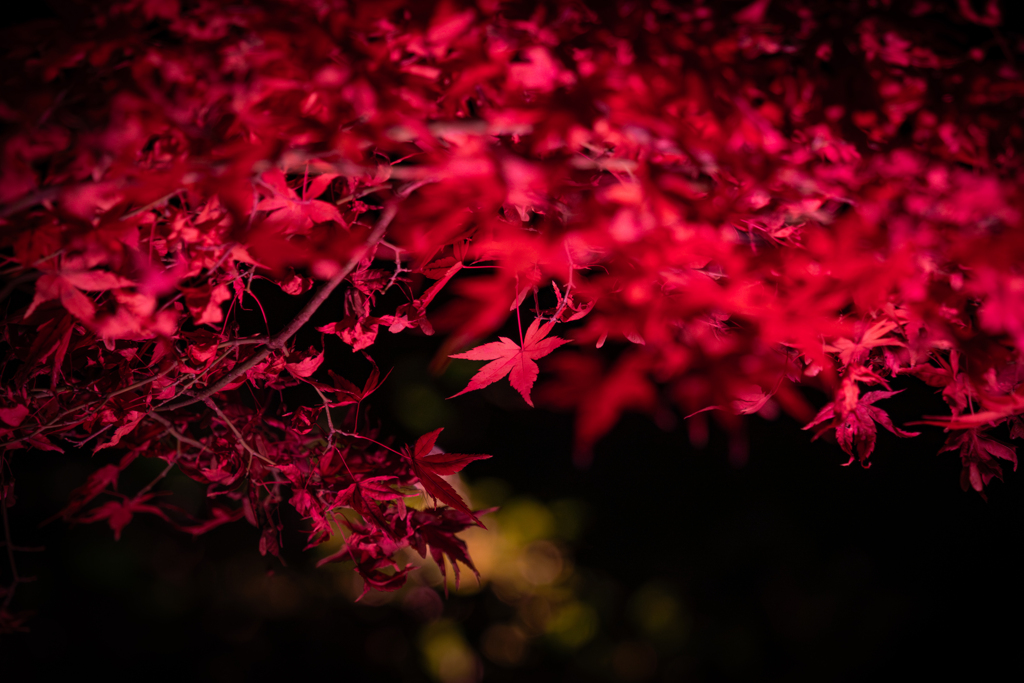 池田山公園　夜間ライトアップ