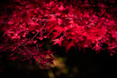 池田山公園　夜間ライトアップ