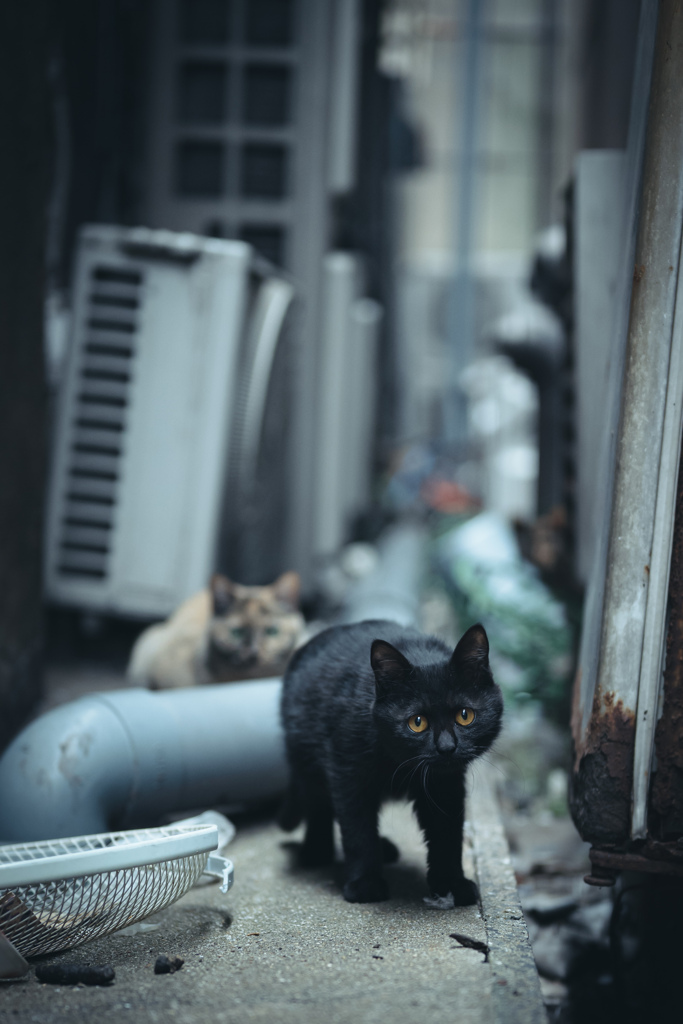 路地裏に生きる