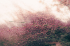 ミューレンベルギア