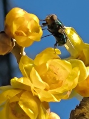 臘梅の薫りに誘われて