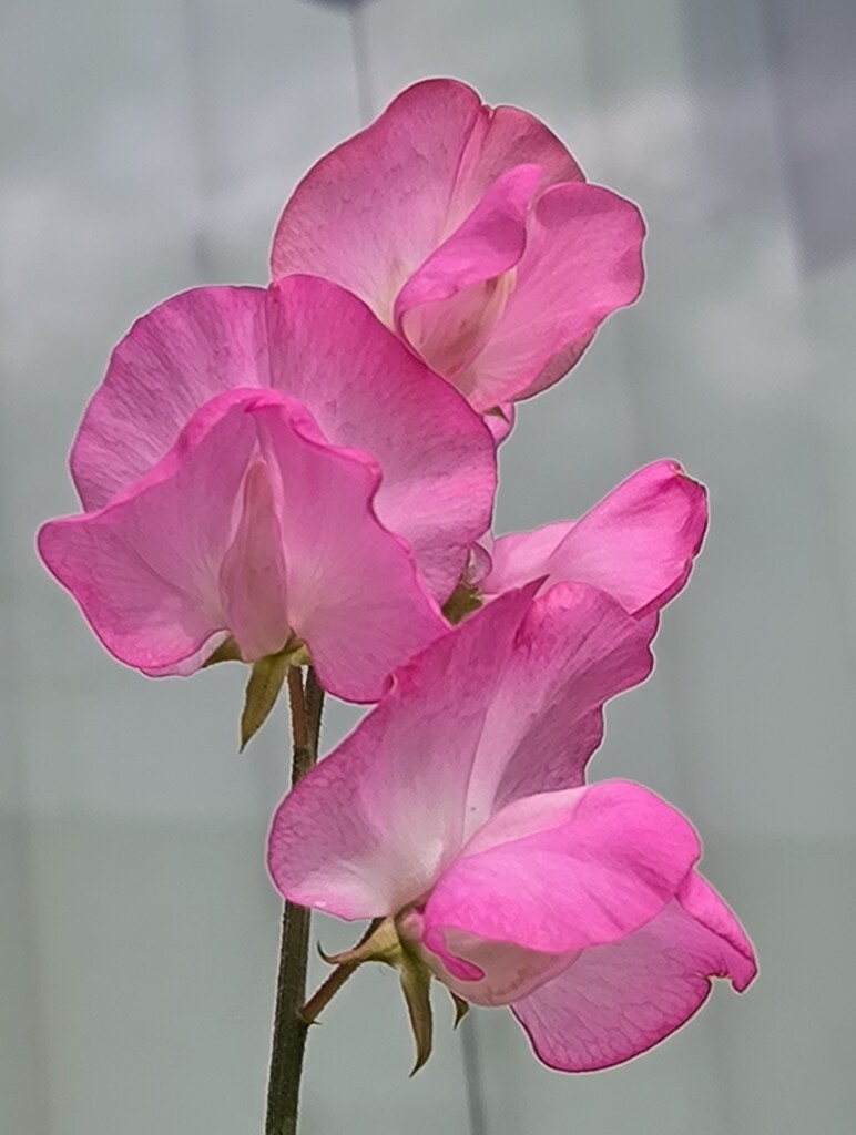 すっぴんのスイートピー