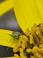 ツワブキのお花
