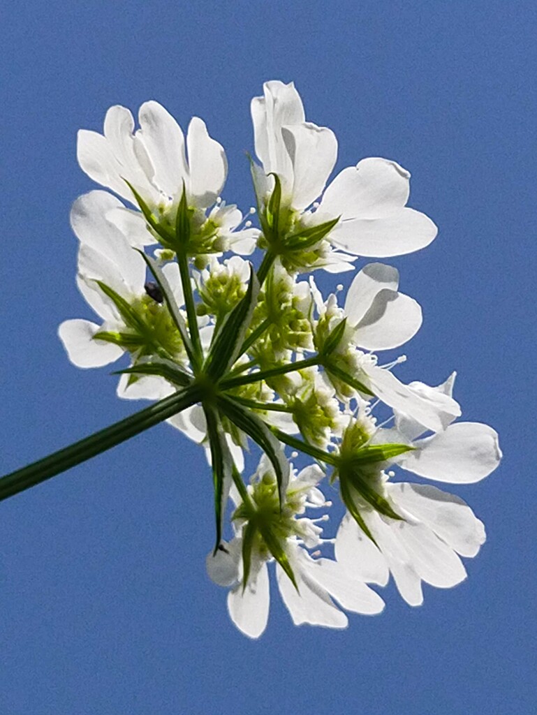 ホワイトレースフラワー