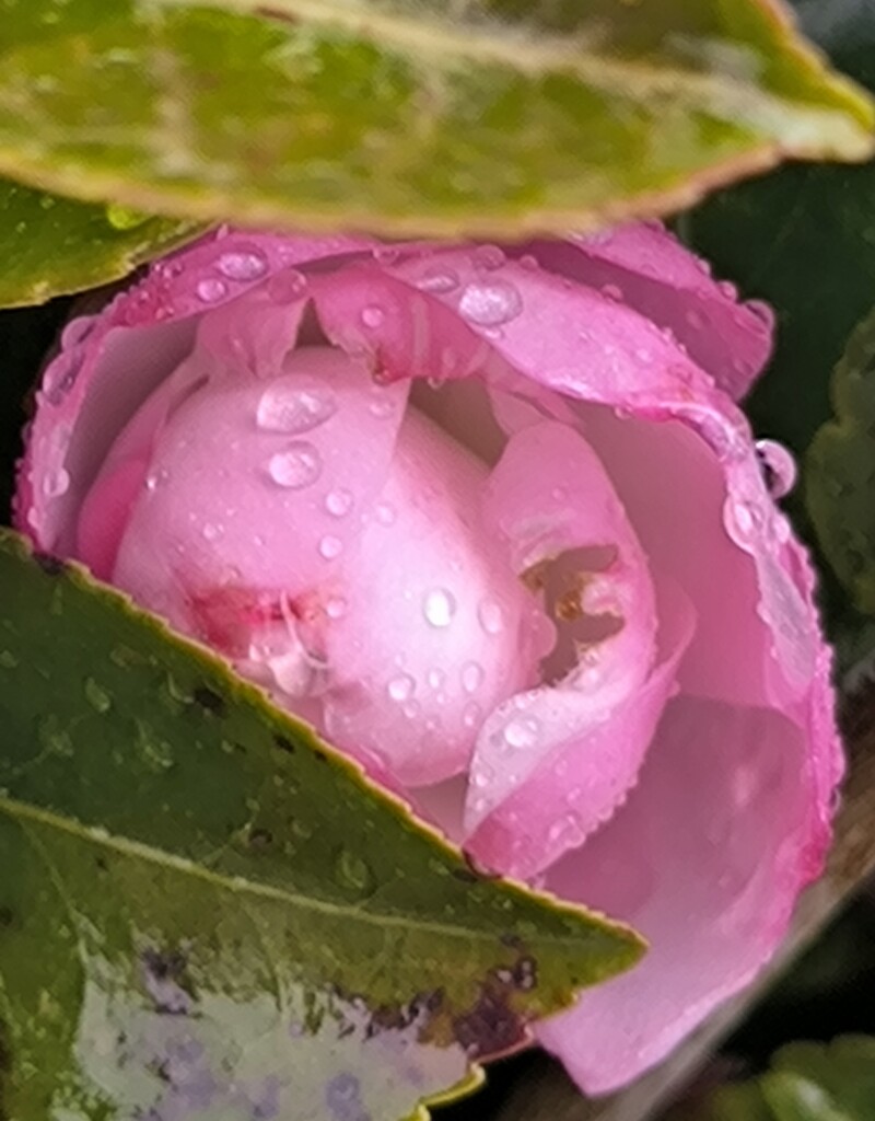 サザンカ(山茶花)