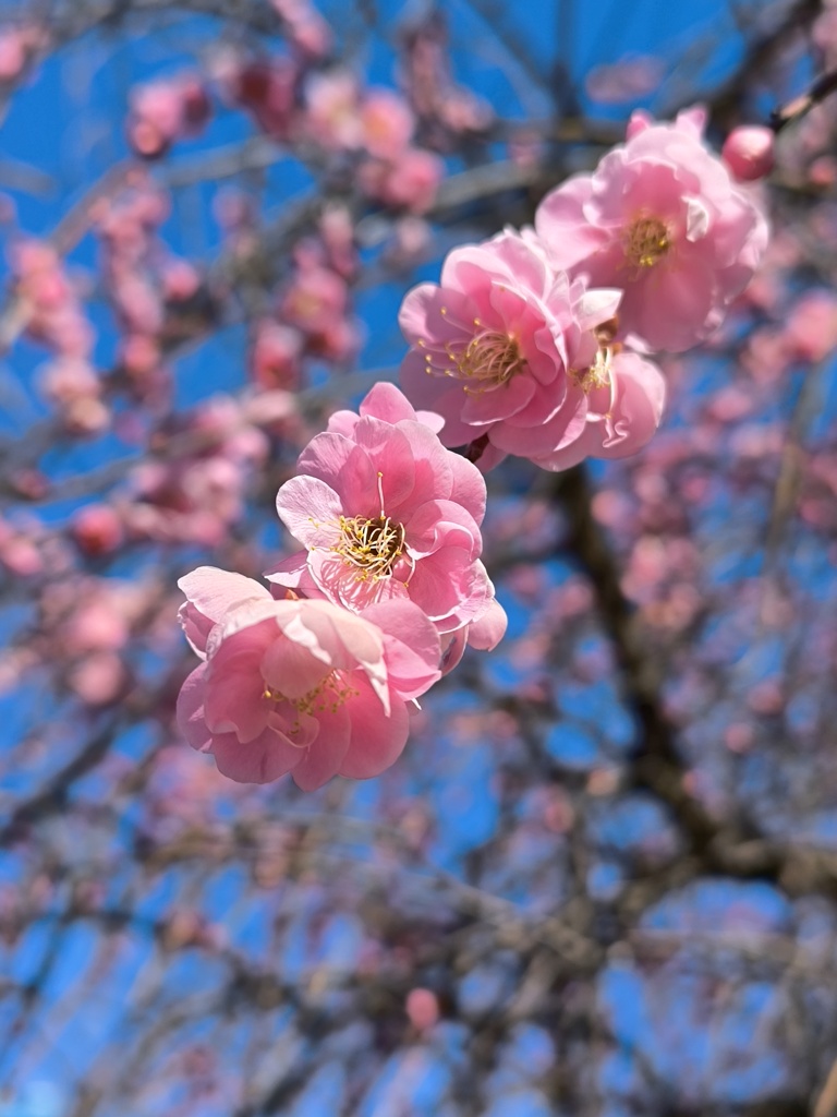 枝垂れ梅が満開