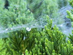 蜘蛛の巣に水滴が雨後を物語る